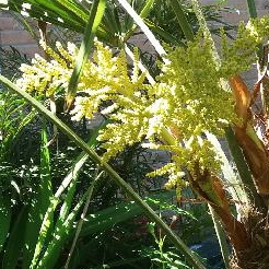 Chinese Windmill Palm