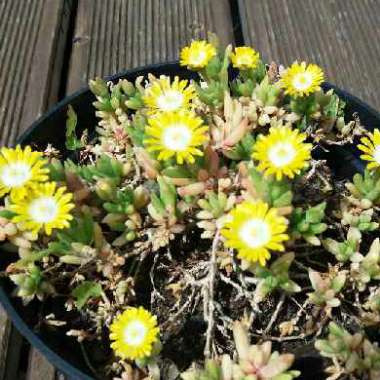 Ice Plant 'Jewel of Desert Peridot'