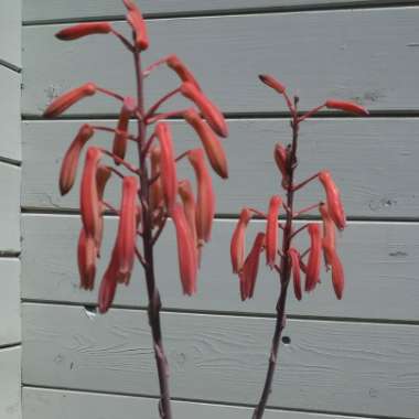 Lace Aloe