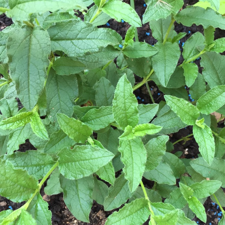 plant image 503632