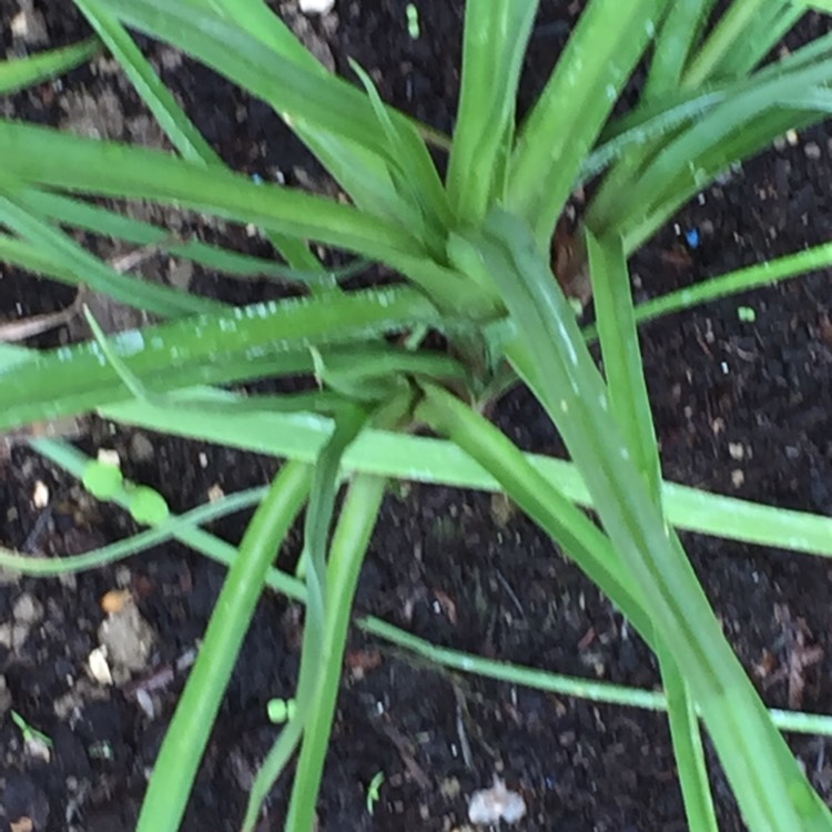 plant image 503641