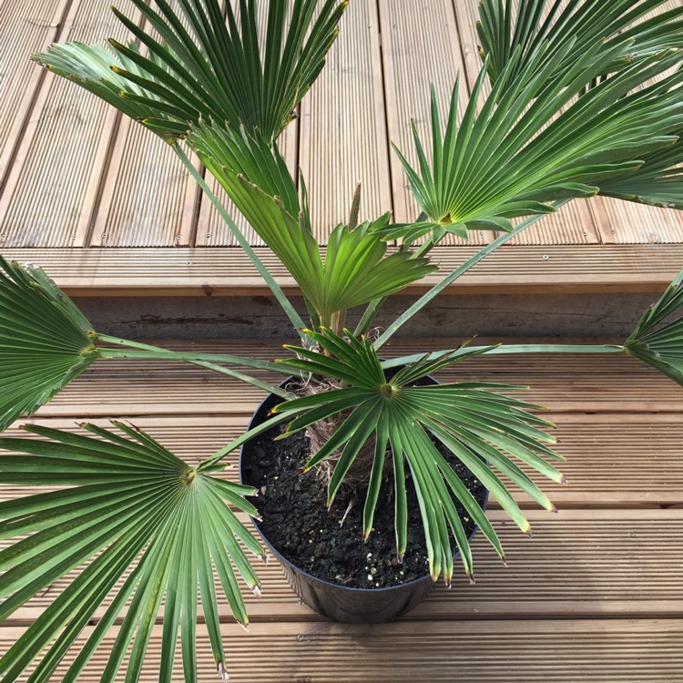 Plant image Trachycarpus 'Wagnerianus'