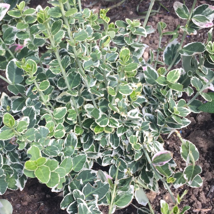 Plant image Euonymus Fortunei 'Emerald Gaiety'