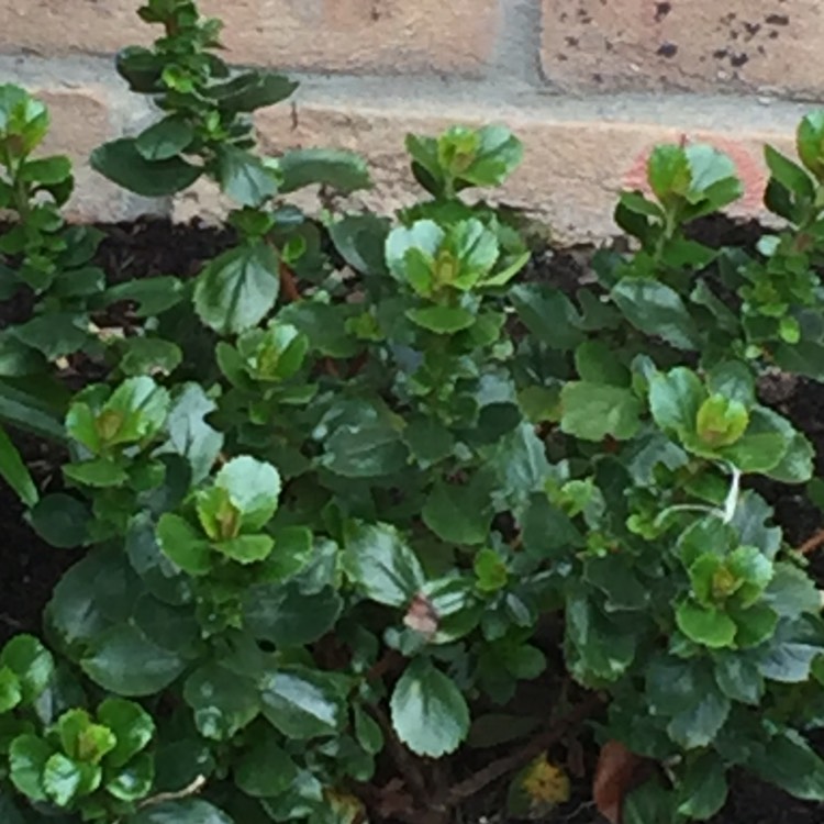 Plant image Escallonia 'Donard Radiance'