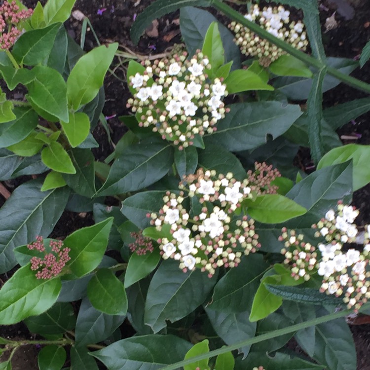 plant image 542498