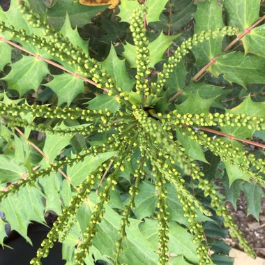 Mahonia x media 'Winter Sun' syn.Mahonia x wagneri 'Winter Sun'