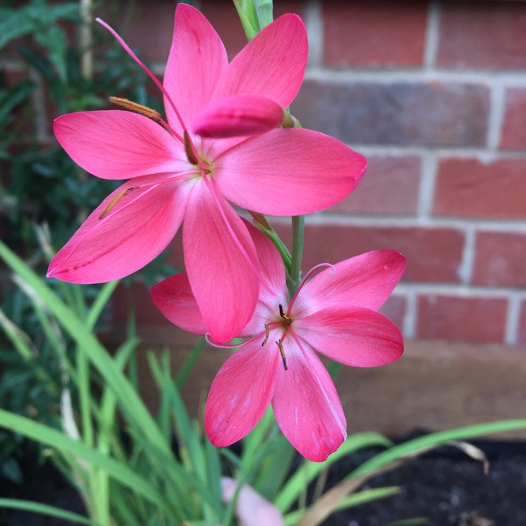 Plant image Hesperantha coccinea 'Zeal Salmon' syn. Schizostylis coccinea 'Zeal Salmon'