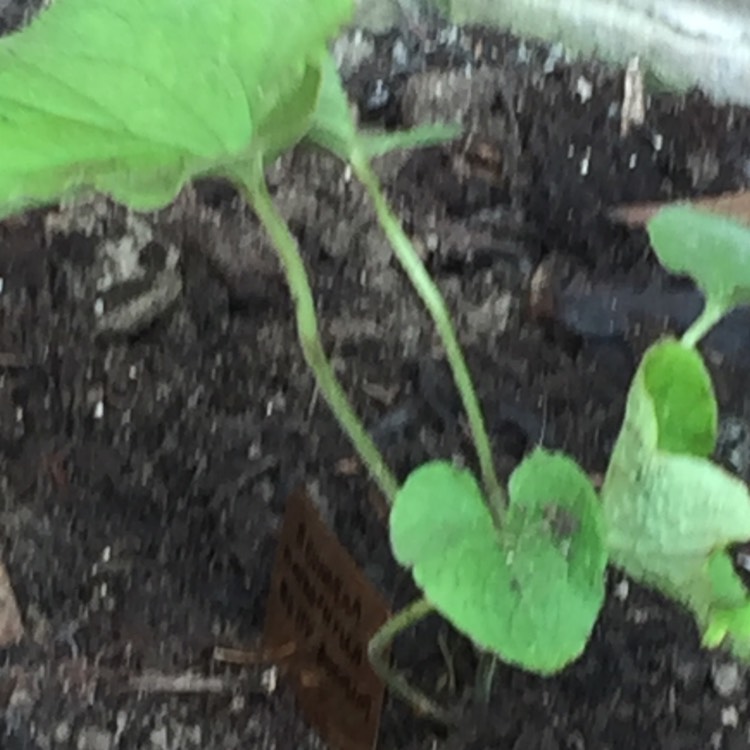 plant image 567404