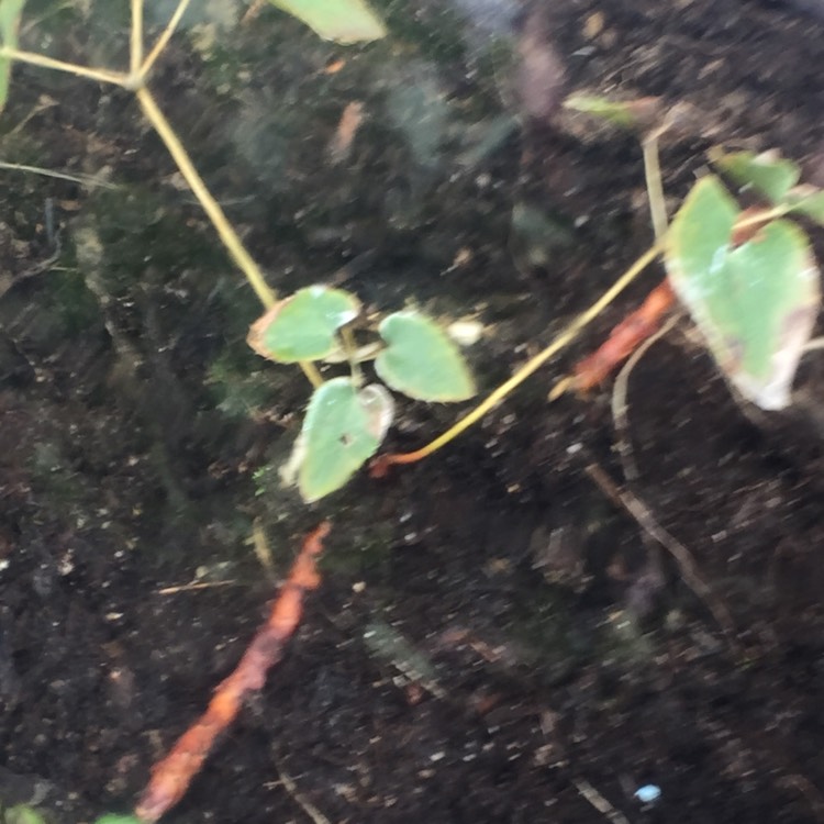plant image 567496