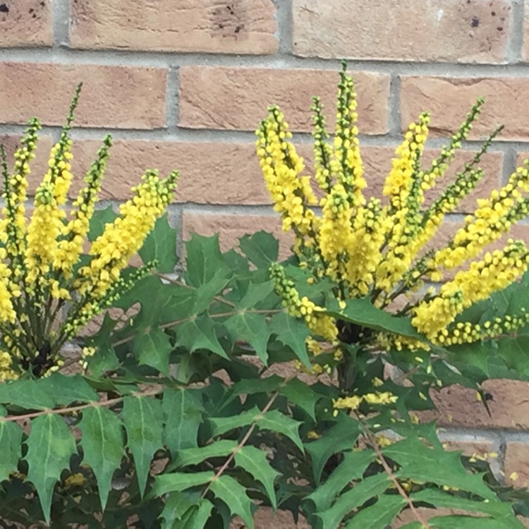 Plant image Mahonia x media 'Winter Sun' syn.Mahonia x wagneri 'Winter Sun'