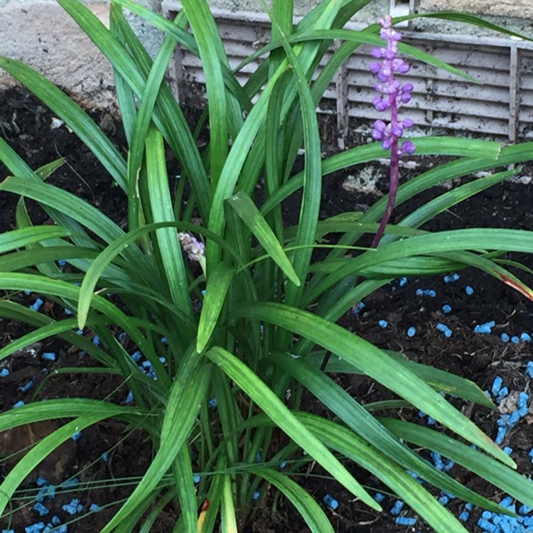 Plant image Liriope muscari 'Moneymaker'