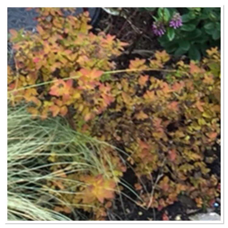 plant image 581482 plant image 581482