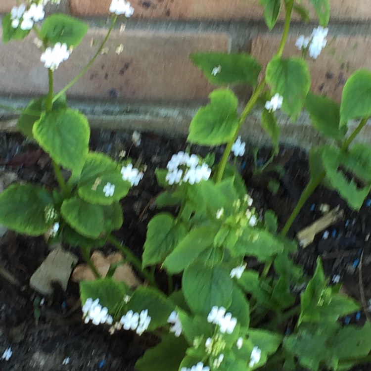 plant image 665026