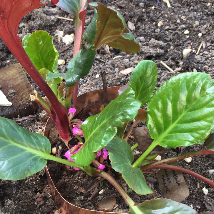 plant image 666450