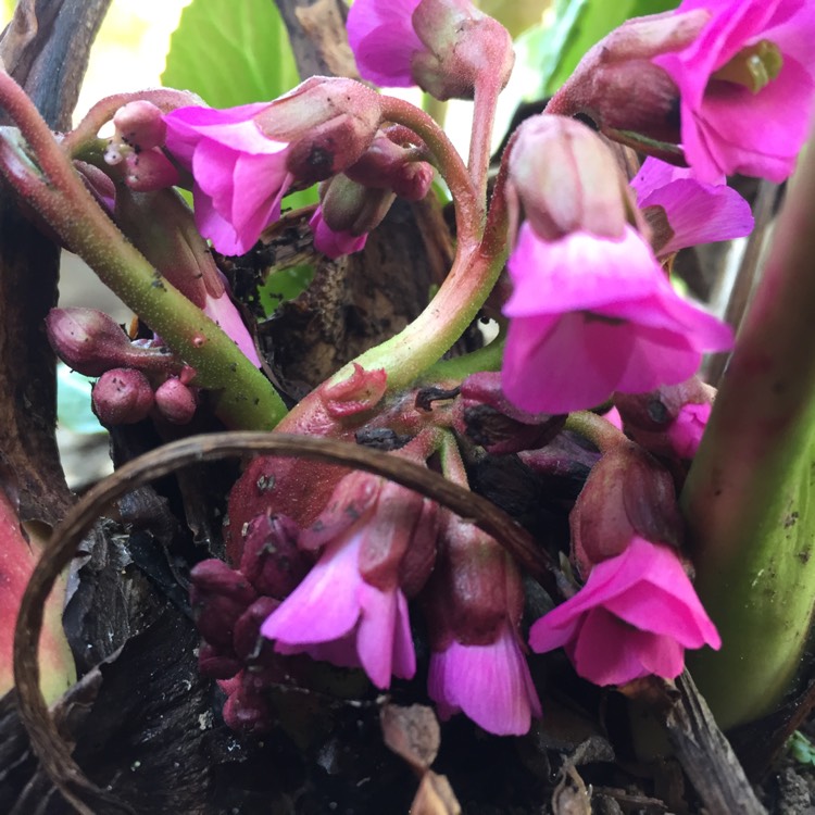 plant image 666452