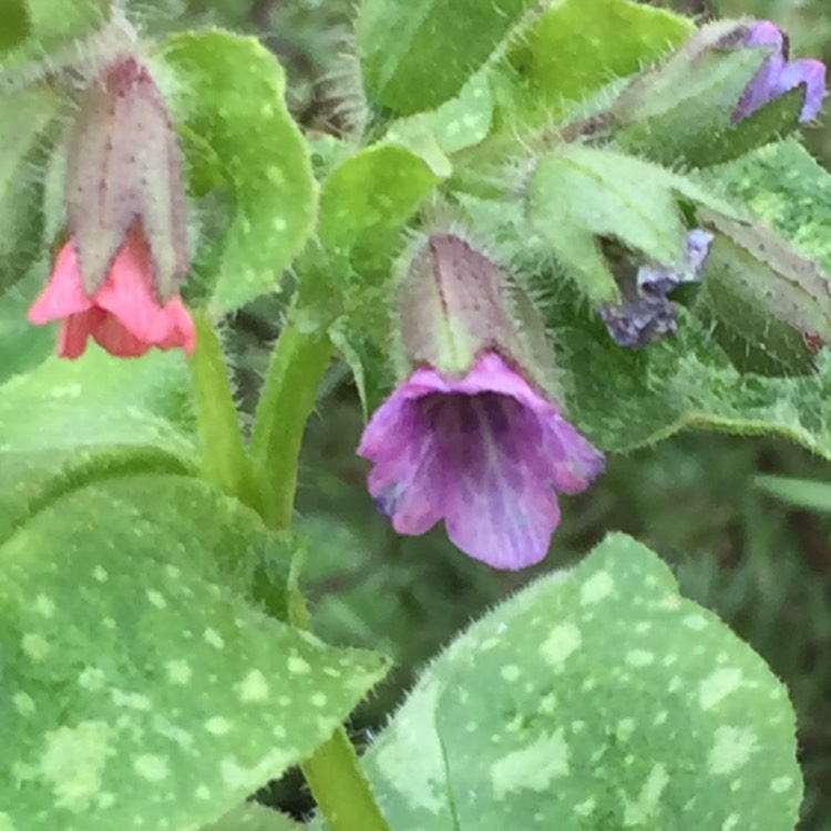Plant image Pulmonaria saccharata 'Mrs Moon'