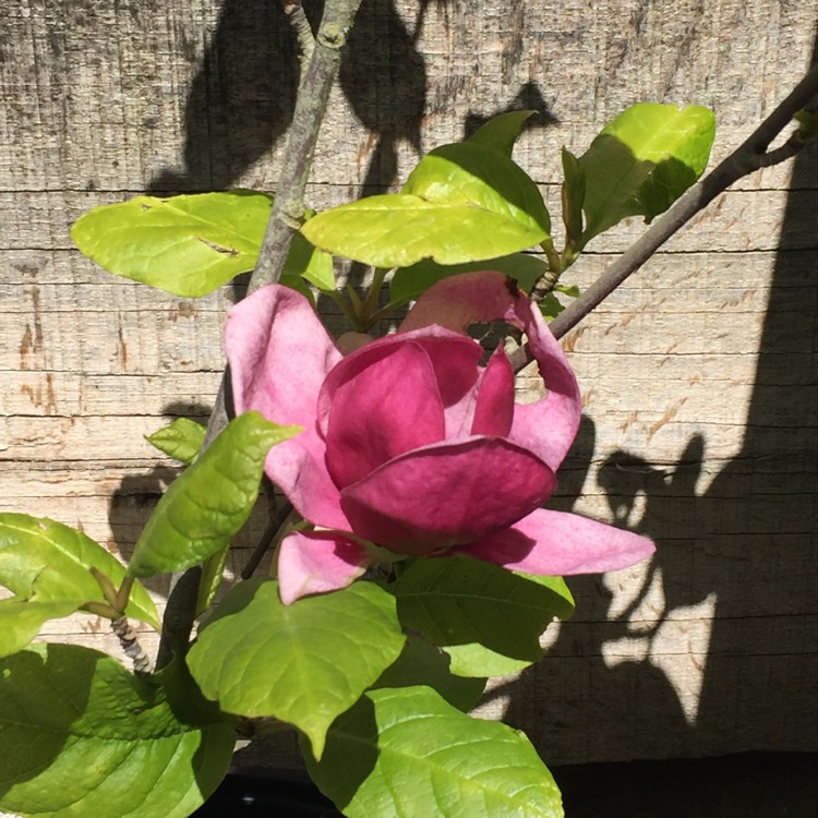 Plant image Magnolia 'Genie'