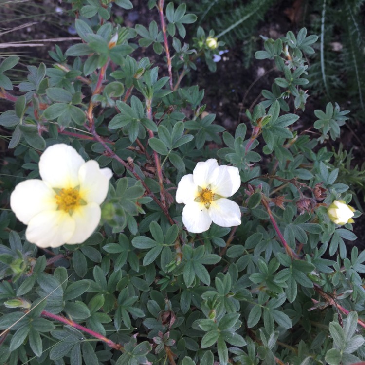 plant image 690075