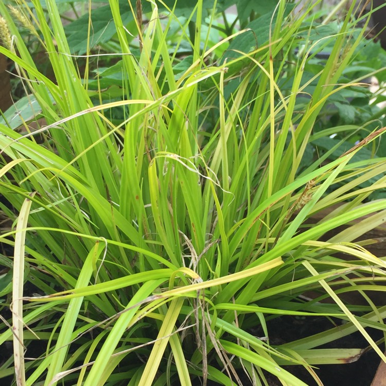 Plant image Carex oshimensis 'Everillo'