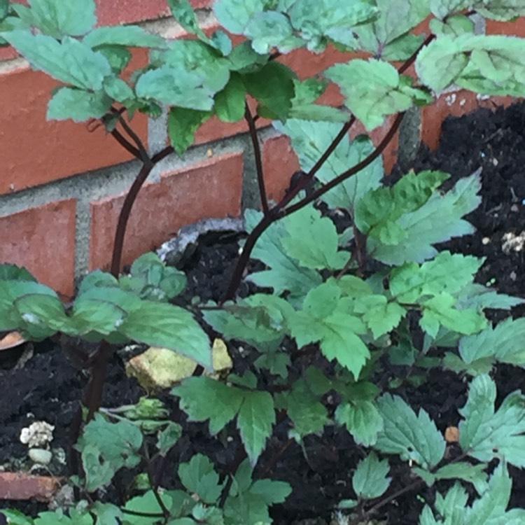 Plant image Actaea simplex 'Black Negligee' syn. Cimicifuga simplex 'Black Negligee'