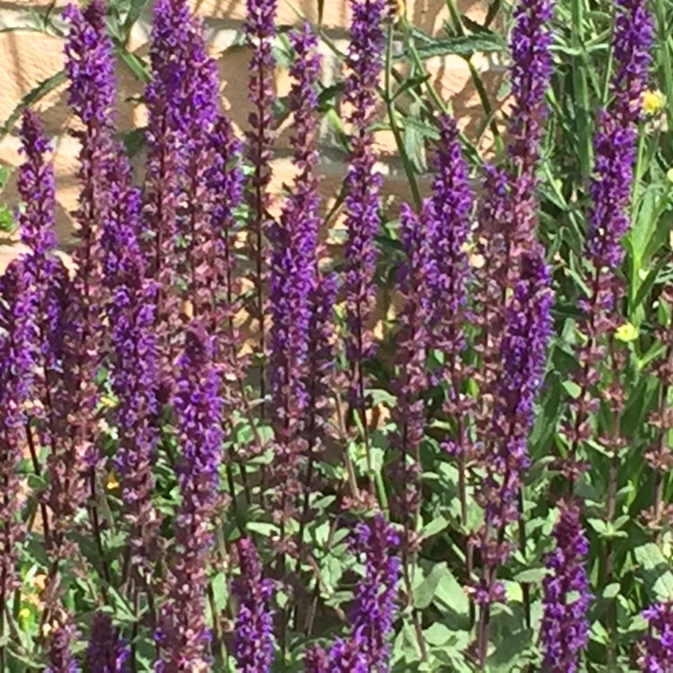 plant image 737383 plant image 737383