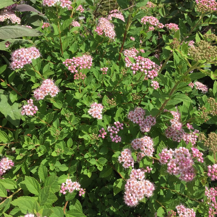 plant image 737389 plant image 737389