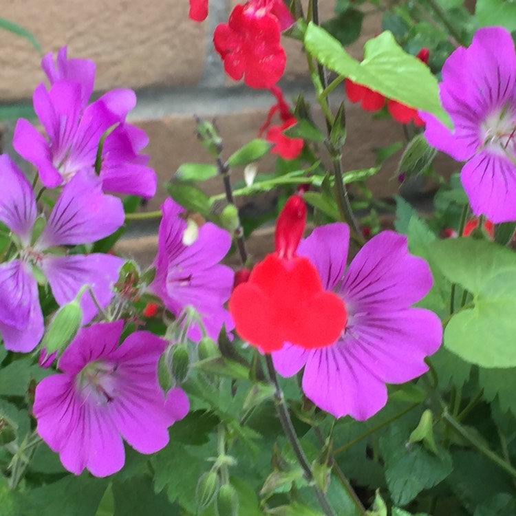 plant image 737406