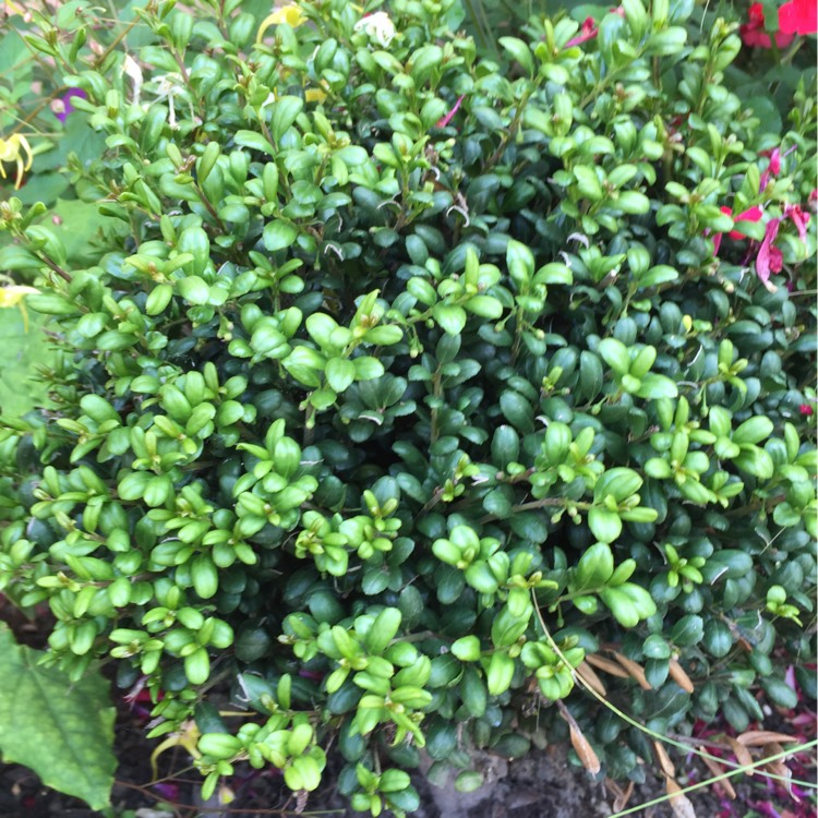 plant image 748372 plant image 748372
