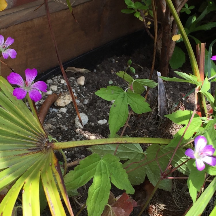 plant image 757123
