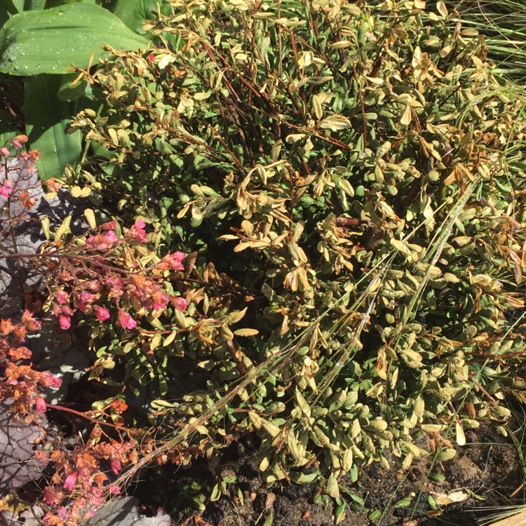 plant image 761546 plant image 761546