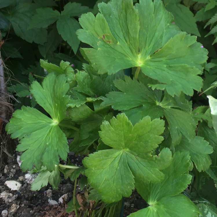 plant image 769245 plant image 769245