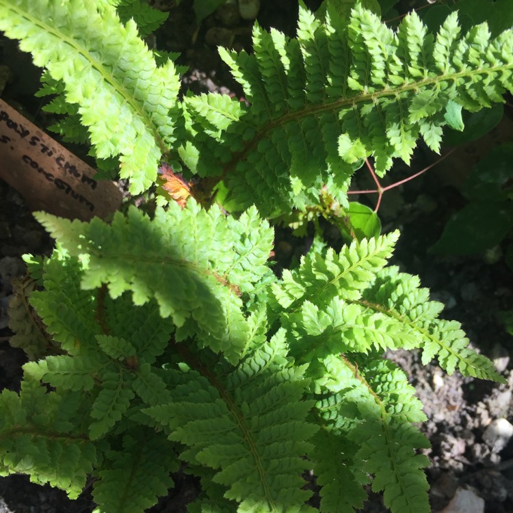 plant image 769283