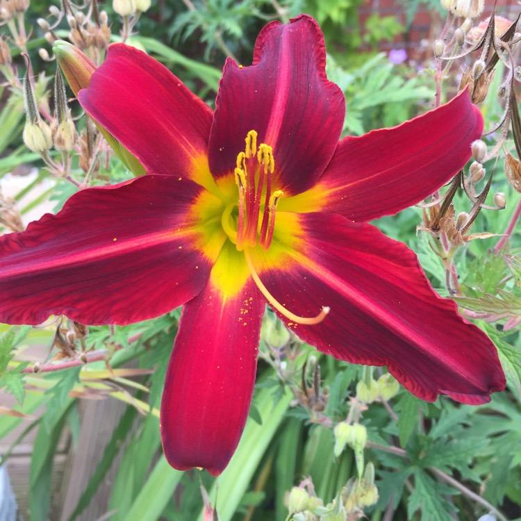 Plant image Hemerocallis 'Arriba'