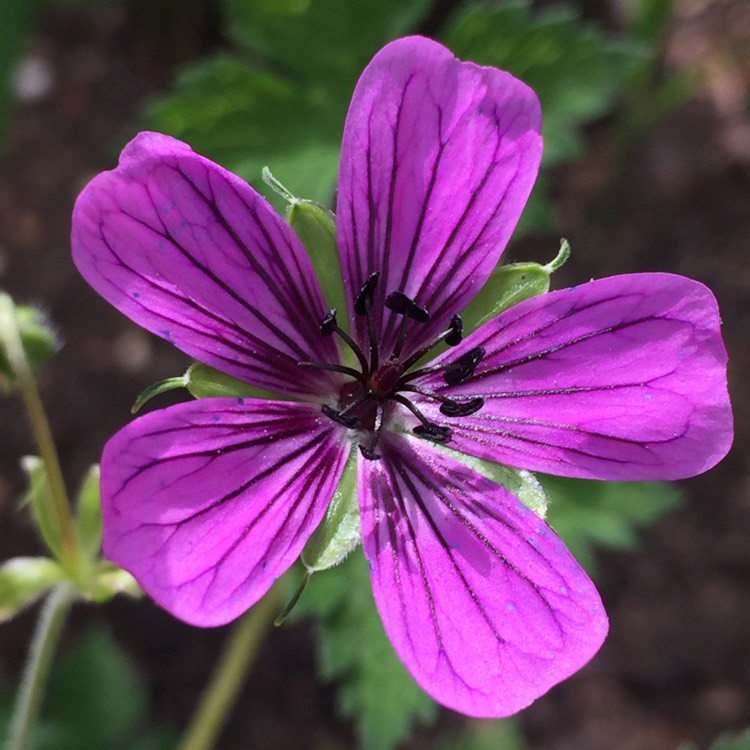 plant image 792799