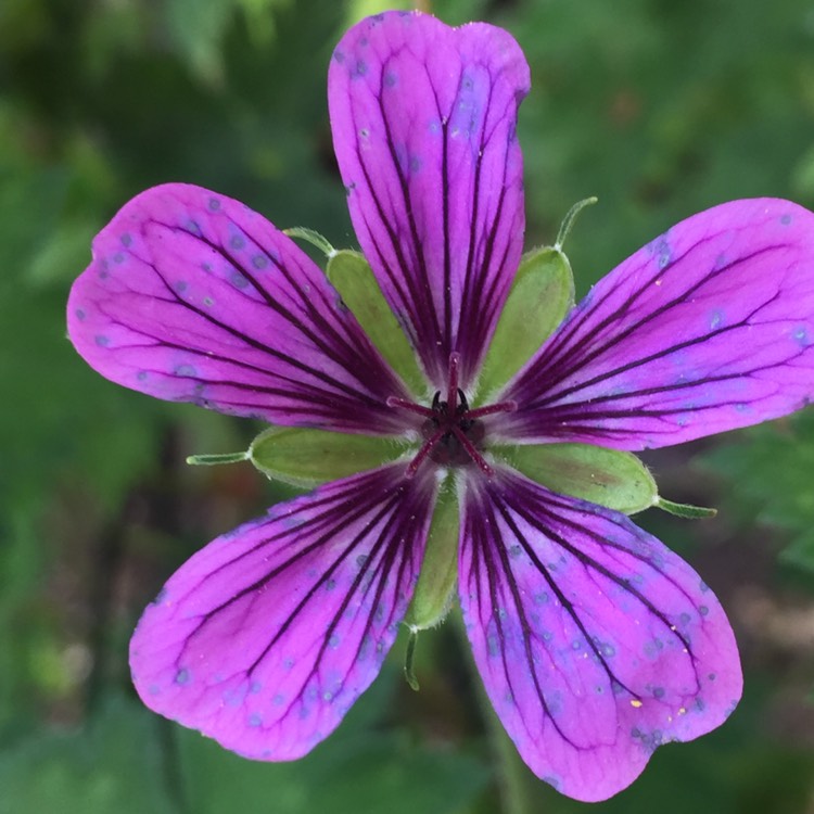plant image 794333