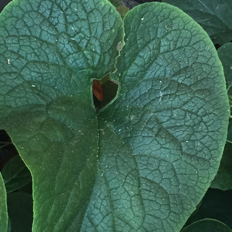Plant image Brunnera macrophylla 'Betty Bowring'
