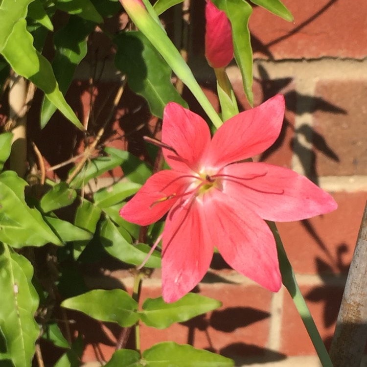 plant image 834402