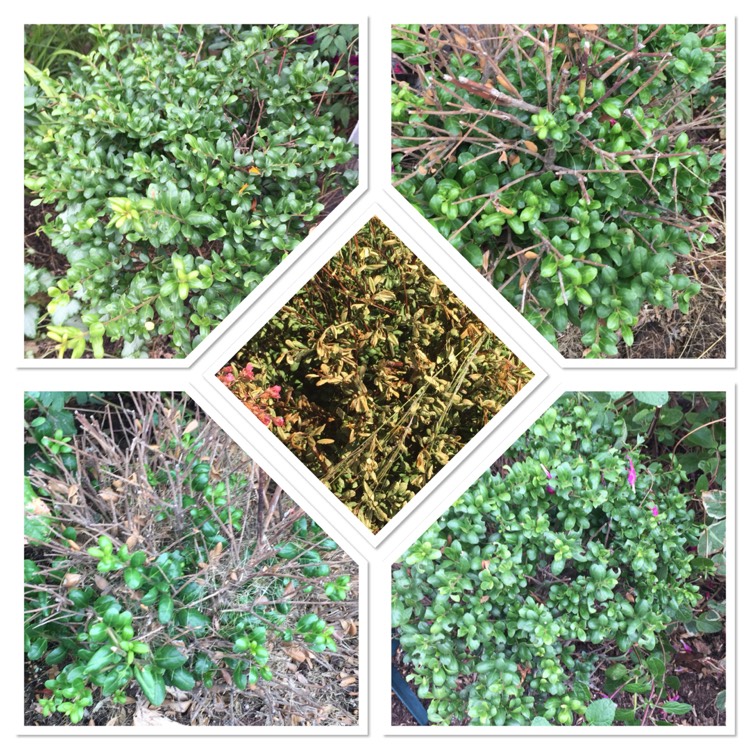 plant image 853468 plant image 853468