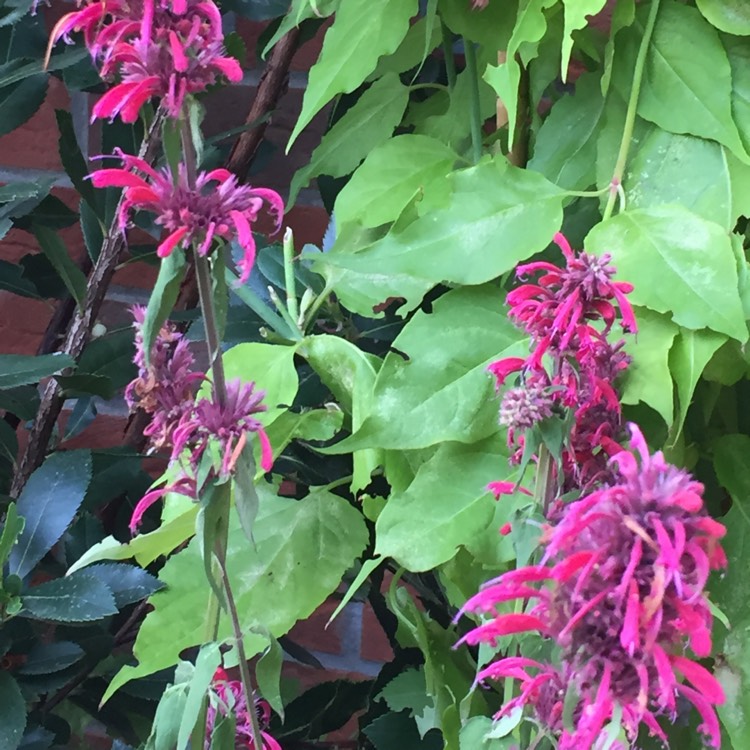 plant image 881588