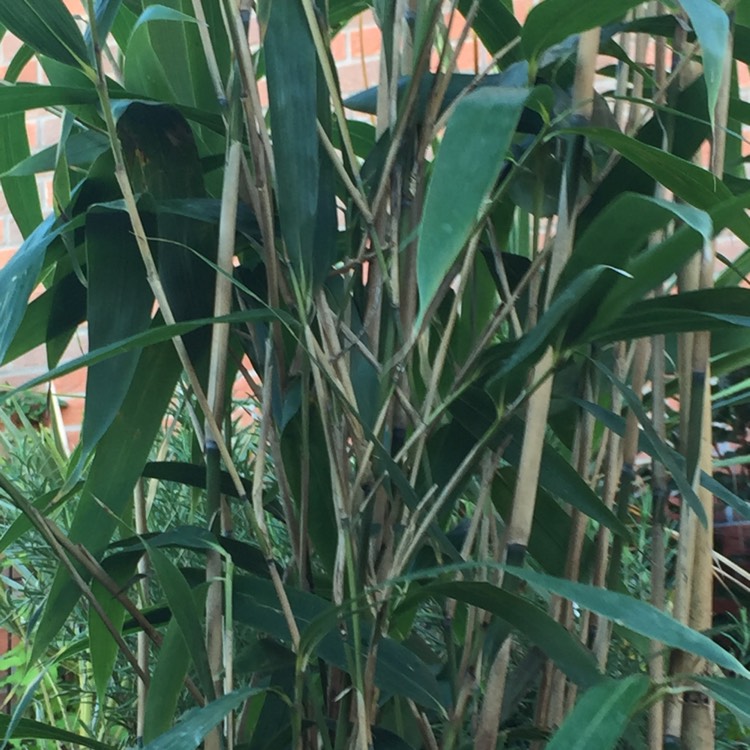 plant image 891474 plant image 891474