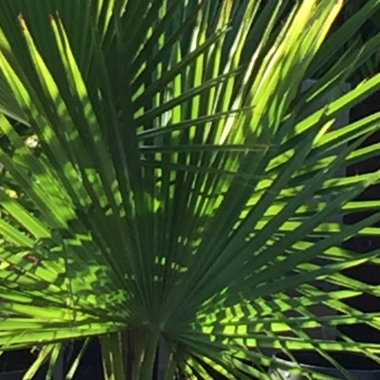 Plant image Brahea edulis