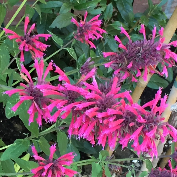 plant image 895340