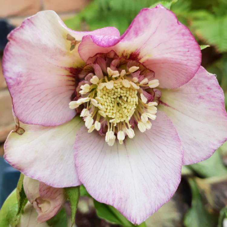 plant image 927431