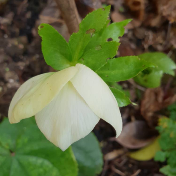 plant image 934840