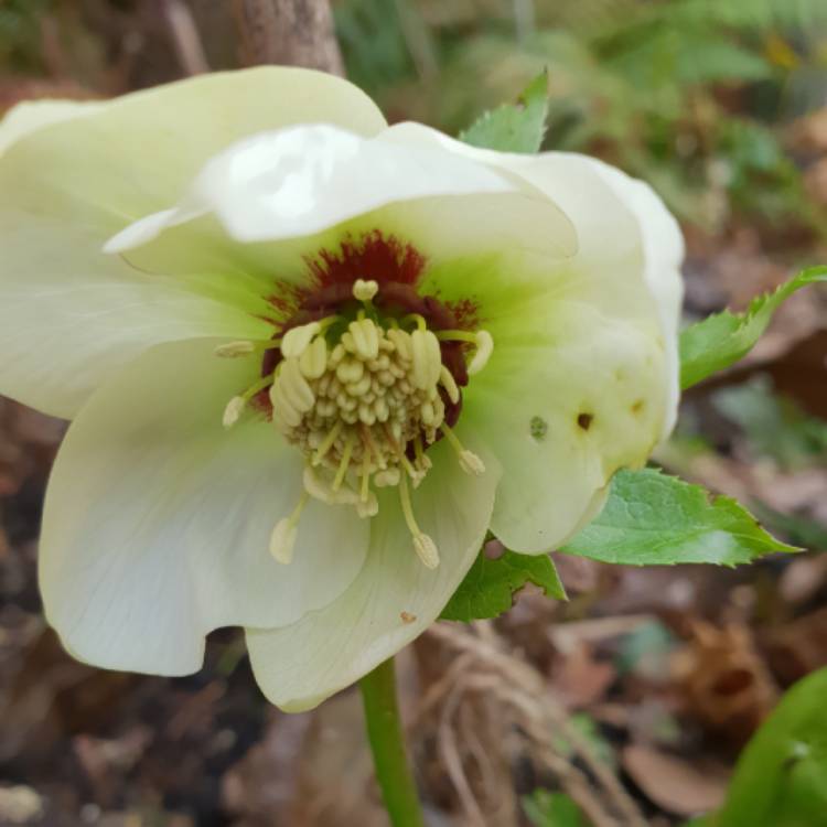 plant image 934842