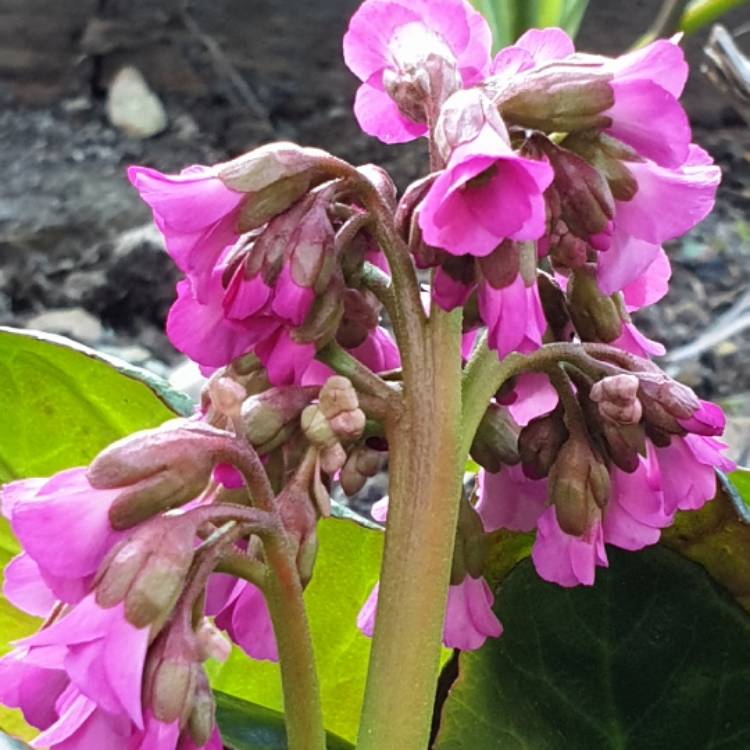 plant image 996856
