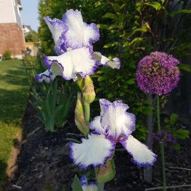 Bearded Iris 'Rare Treat' (Tall)