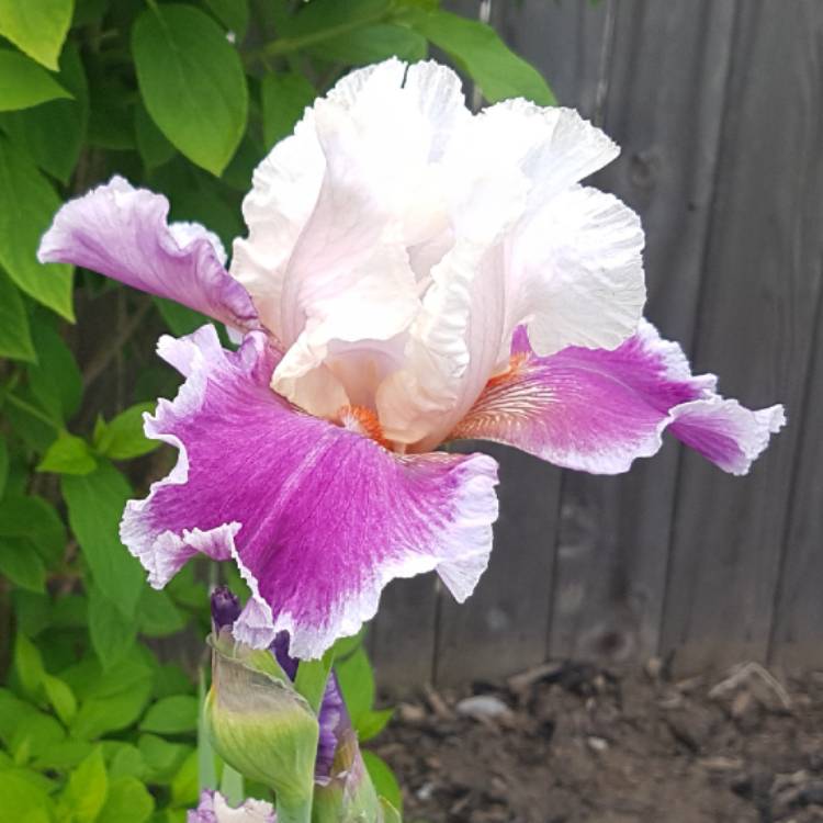 plant image 733798
