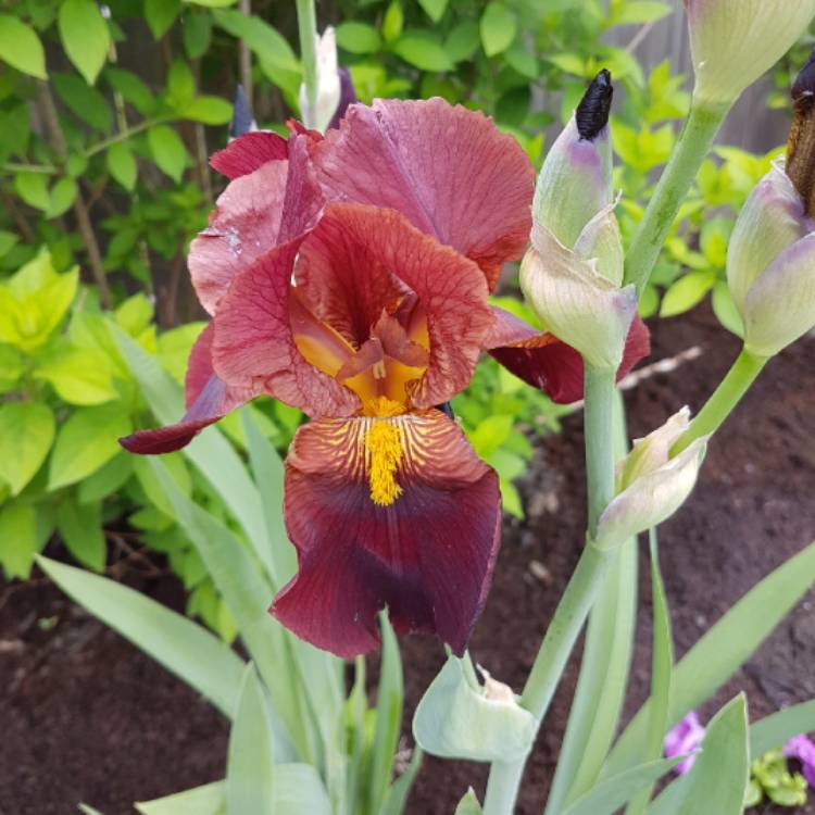 plant image 733803