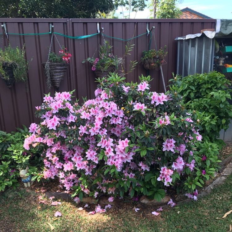 Plant image Rhododendron indicum 'Exquisite'